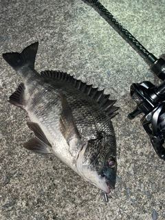 クロダイの釣果