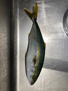 ワカシの釣果