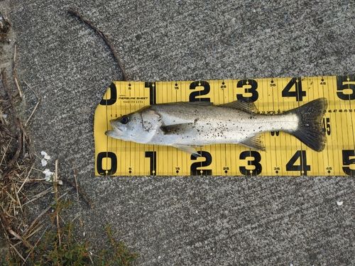 スズキの釣果・釣り情報まとめ【2026年最新】 - アングラーズ | 釣果