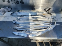 タチウオの釣果