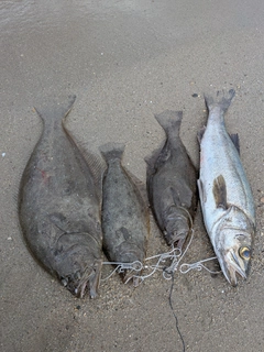 ヒラメの釣果