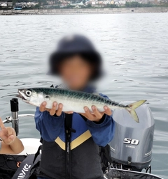 サバの釣果