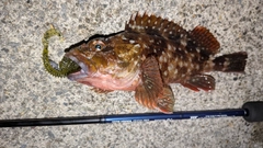 カサゴの釣果