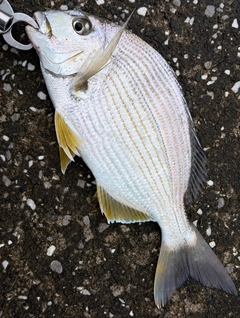 ヘダイの釣果