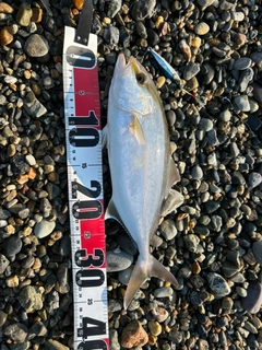 シオの釣果