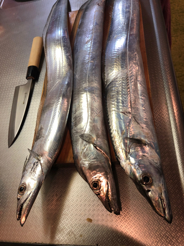 タチウオの釣果