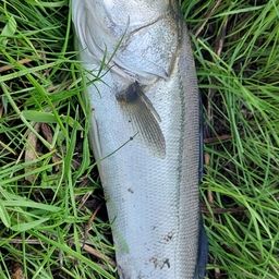 スズキの釣果・釣り情報まとめ【2026年最新】 - アングラーズ | 釣果