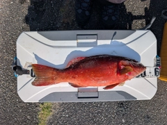 スジアラの釣果