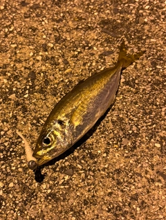 マアジの釣果