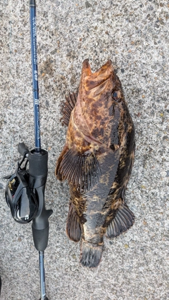 ベッコウゾイの釣果