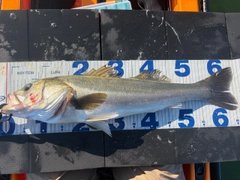 シーバスの釣果