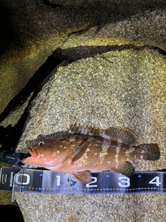 アコウの釣果