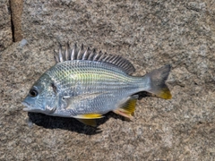 キビレの釣果
