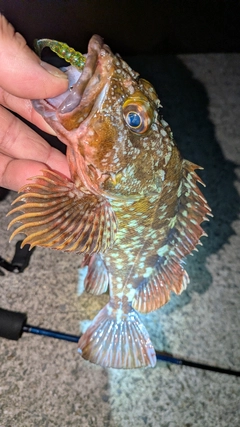 カサゴの釣果