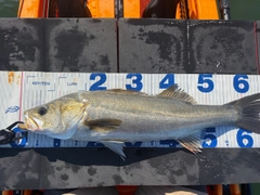 シーバスの釣果
