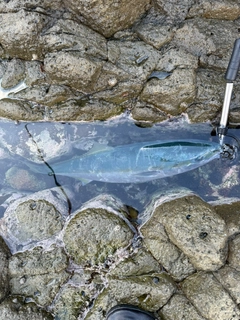 ワラサの釣果