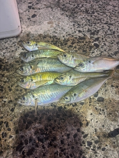 アジの釣果