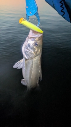 シーバスの釣果