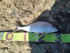 ショゴの釣果