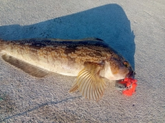 アブラコの釣果