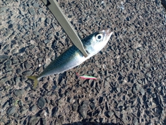 サバの釣果