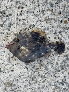カワハギの釣果