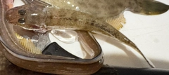 マハゼの釣果