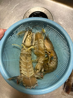 シャコの釣果