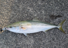 ブリの釣果