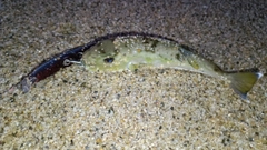 マゴチの釣果