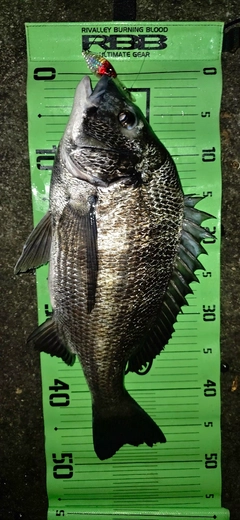チヌの釣果