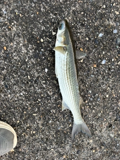 ボラの釣果