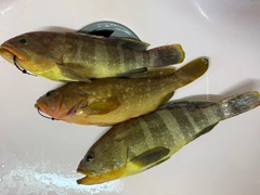 アオナの釣果