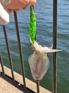 シリヤケイカの釣果