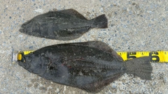 ヒラメの釣果