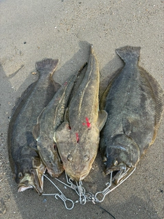 ヒラメの釣果