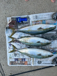 ヤズの釣果