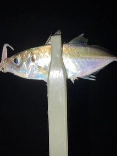 マアジの釣果