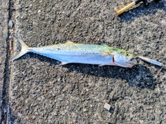 サゴシの釣果