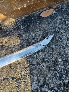 タチウオの釣果