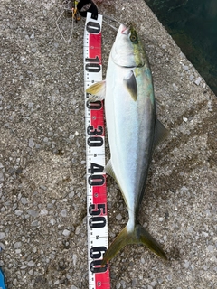 ハマチの釣果