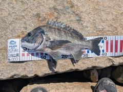 チヌの釣果