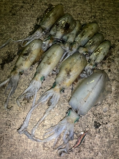アオリイカの釣果