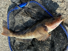 アイナメの釣果