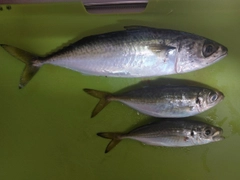 サバの釣果
