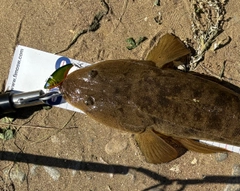 マゴチの釣果