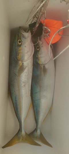 イナダの釣果