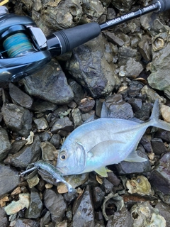メッキの釣果