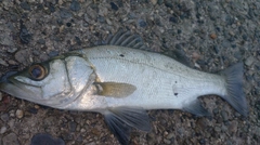 セイゴ（ヒラスズキ）の釣果