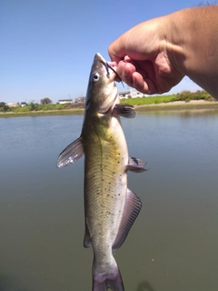アメリカナマズの釣果